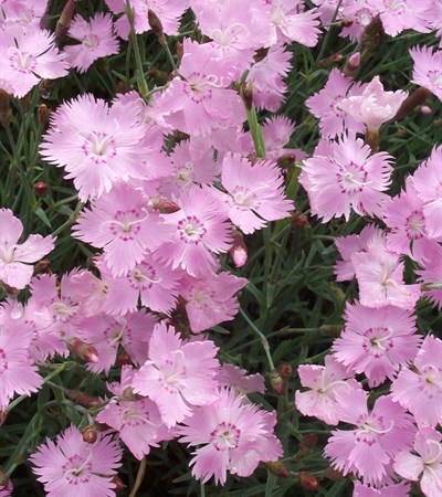 Dianthus Bath's Pink